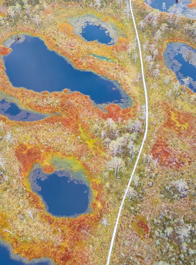 Wooden hiking trails in swamps or bog in Estonia. Drone aerial view